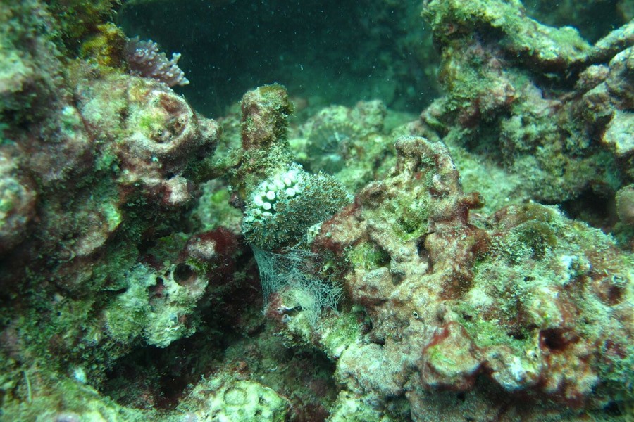 Coral Reef Restoration Project At Nakalay Beach