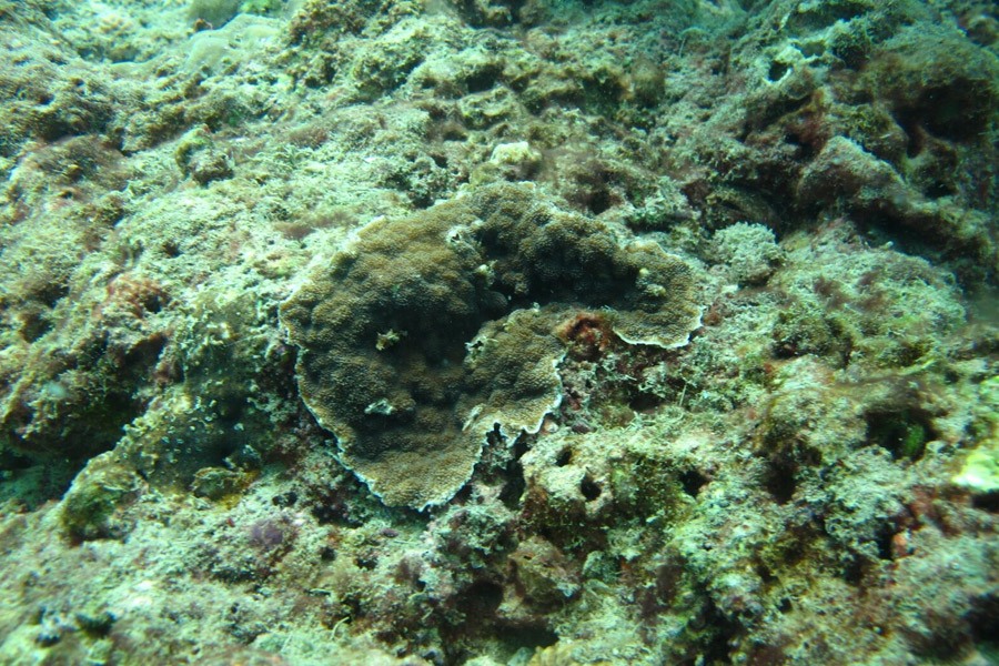 Coral Reef Restoration Project At Nakalay Beach