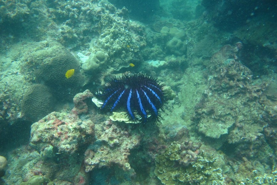 Coral Reef Restoration Project At Nakalay Beach