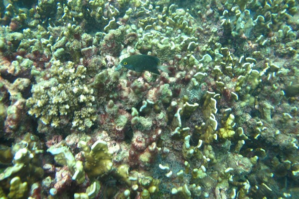 Coral Reef Restoration Project At Nakalay Beach